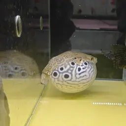Humpback Puffer, photo 9