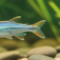 Papuan Rainbowfish