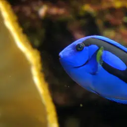 Blue Tang
