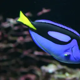 Blue Tang, photo 2