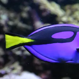 Blue Tang, photo 3