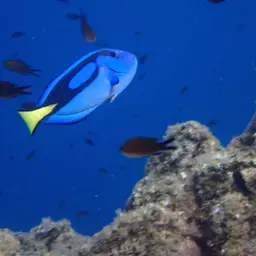 Blue Tang, photo 4