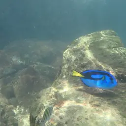 Blue Tang, photo 5