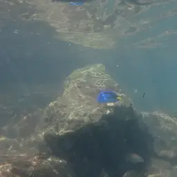 Blue Tang, photo 6