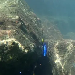 Blue Tang, photo 7