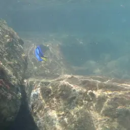 Blue Tang, photo 8