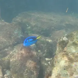 Blue Tang, photo 9