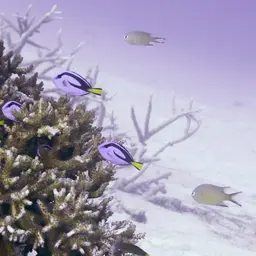 Blue Tang, photo 10