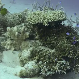 Blue Tang, photo 11