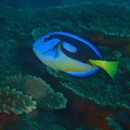 Blue Tang, photo 12