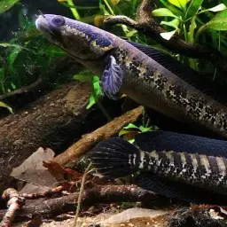 African Snakehead