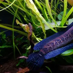 African Snakehead, photo 2