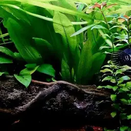 African Snakehead, photo 3