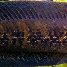 African Snakehead, photo 4
