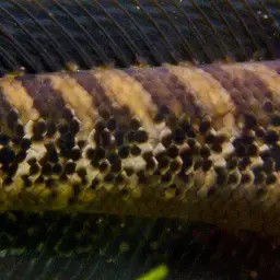 African Snakehead, photo 5