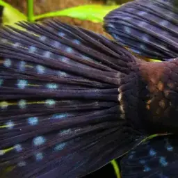 African Snakehead, photo 7