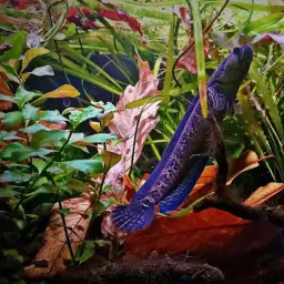 African Snakehead, photo 8