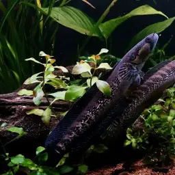 African Snakehead, photo 9