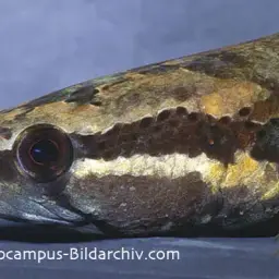 African Snakehead, photo 10