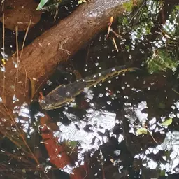 African Snakehead, photo 11