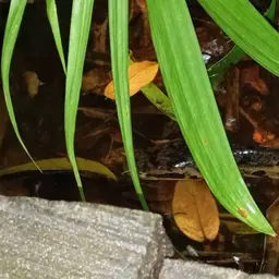 African Snakehead, photo 12