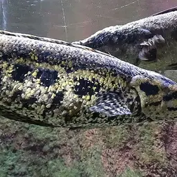 African Snakehead