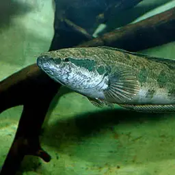 African Snakehead, photo 2