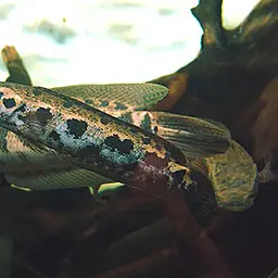 African Snakehead, photo 4