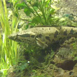 African Snakehead, photo 5