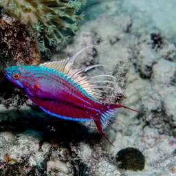 Blue Flasher-wrasse
