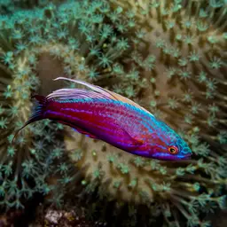 Blue Flasher-wrasse, photo 2