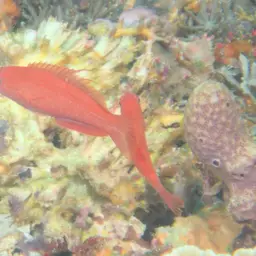 Blue Flasher-wrasse, photo 3