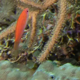 Blue Flasher-wrasse, photo 4
