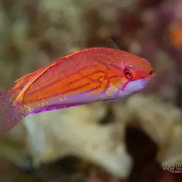 Blue Flasher-wrasse, photo 5