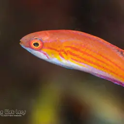 Blue Flasher-wrasse, photo 6