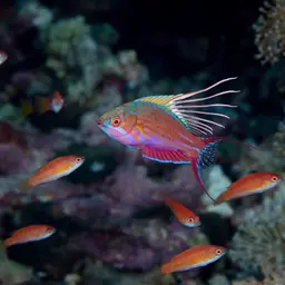 Blue Flasher-wrasse, photo 7