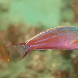 Blue Flasher-wrasse, photo 8