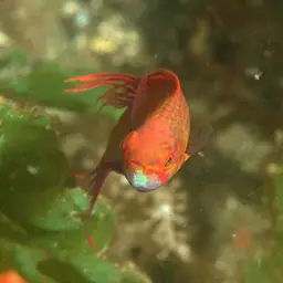Blue Flasher-wrasse, photo 9