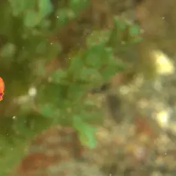 Blue Flasher-wrasse, photo 10