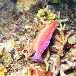 Blue Flasher-wrasse, photo 11