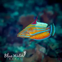 Yellow-fin Flasher-wrasse