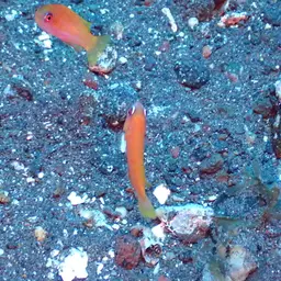Yellow-fin Flasher-wrasse, photo 2