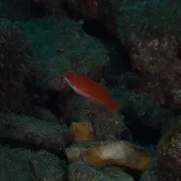 Yellow-fin Flasher-wrasse, photo 3