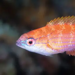 Yellow-fin Flasher-wrasse, photo 5