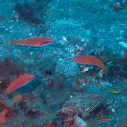 Yellow-fin Flasher-wrasse, photo 6
