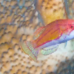 Yellow-fin Flasher-wrasse, photo 7
