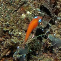 Yellow-fin Flasher-wrasse, photo 8