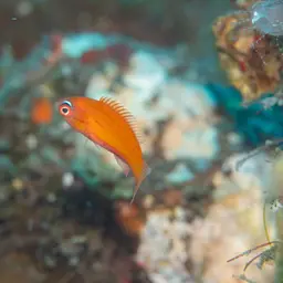 Yellow-fin Flasher-wrasse, photo 9