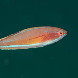 Yellow-fin Flasher-wrasse, photo 11