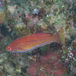 Yellow-fin Flasher-wrasse, photo 12